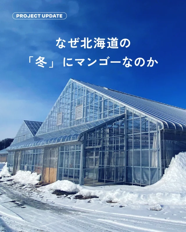 北海道で、マンゴー？
きっと、そう思いますよね。

実はこのマンゴー、
南国ではなく北海道の「冬」に実ります。

北海道の冬は、農作物が少なくなり、
仕事も減りやすい季節だと言われています。

けれどこの土地には、
低湿度、雪の冷たさ、温泉の熱、太陽の光といった
冬だからこそ使える力があります。

その力を活かしながら、
冬に果実が実る仕組みづくりに
長年挑戦してきた農家さんがいます。

私たちは、その想いと挑戦を
クラウドファンディングという形で支え、
多くの人に届けていく役割を担っています。

名前は「白銀の太陽」。

北海道十勝で、
冬に実るマンゴーから始まるプロジェクトが
現在進行しています。

このアカウントでは、
プロジェクトの進捗や背景を
随時お伝えしていきます。

気になった方は、
フォローして見守っていただけたら嬉しいです。

#白銀の太陽
#北海道十勝
#冬に実るマンゴー
#地域創生
#クラウドファンディング