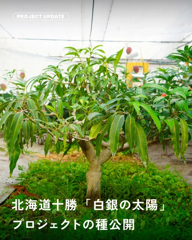 ＼北海道十勝「白銀の太陽」プロジェクトの種公開🌱／

冬の北海道・十勝で、
国産マンゴー「白銀の太陽」を育てている
株式会社ノラワークスジャパンの中川さん。

今回、NWFとともに
クラウドファンディングに挑戦することになりました。

この挑戦は、マンゴーを育てることだけが目的ではありません。

・仕事が減る冬の北海道でも働ける場所をつくること
・自然エネルギーで農業を続けること
・十勝に、次の産業を残すこと

本日、本番公開に向けてkibidangoにて
「プロジェクトの種🌱」として公開されました。

まだ「種」の段階では支援はできませんが、
活動報告などを通して、少しずつ想いをお届けしていきます。

本番公開までぜひフォローしてお待ちください。

この「種🌱」の時期からたくさんの方に関わってもらえることが、
この挑戦にとって大きな力になります。

まずは、知ってもらえたら嬉しいです🥭

👉 詳しくはプロフィール欄のリンク
第3弾クラファン 北海道十勝 「白銀の太陽」から
https://kibidango.com/projects/2899

#プロジェクトの種
#kibidango
#白銀の太陽
#十勝からの挑戦
#冬に実るマンゴー