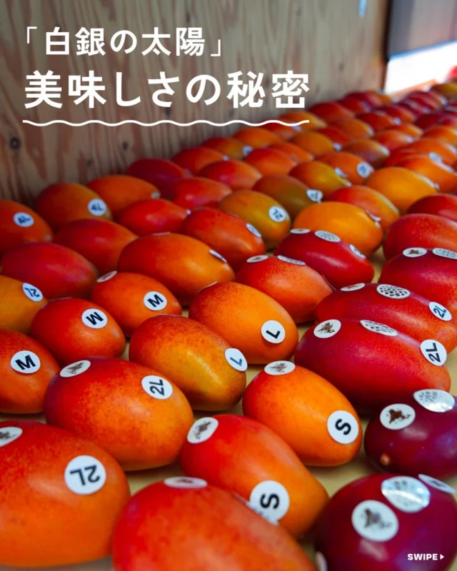 ＼白銀の太陽の美味しさの秘密をご紹介／

「白銀の太陽」の美味しさの理由は、
北海道という土地にあります。

雪、温泉熱、そして太陽。
地域資源を活かしながら、
自然エネルギーで季節をつくる農業に挑戦しています。

冬は害虫が少ないため、
収穫期まで農薬を使わずに栽培。
※開花前に必要最小限のみ使用。

育った果実は、一玉ずつ丁寧に糖度を確認し、
基準を満たしたものだけを選別しています。

湿度の低い北海道でじっくり完熟したとろける果肉は、
繊維が残りにくく、なめらか。
ひと口で静かにほどけ、
芳醇な香りと濃厚な甘みが広がります。

環境も、味もどちらにも妥協せず向き合いながら育てた、
特別なマンゴーです🥭

この挑戦を、これからも続けていくために。
現在クラウドファンディング開催中です。
応援していただけたら嬉しいです。

👉 詳しくはプロフィール欄のリンク
第3弾クラファン 北海道十勝 「白銀の太陽」から
https://kibidango.com/projects/2899

#白銀の太陽
#北海道マンゴー
#クラファン開催中
#再生可能エネルギー
#完熟マンゴー