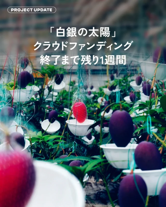 ＼「白銀の太陽」クラファン終了まで残り1週間！／

北海道十勝の冬に実るマンゴー「白銀の太陽」のクラウドファンディングはいよいよラストスパートに入りました🥭

開始からわずか3日で目標の50万円を達成。
現在では100万円を超える多くのご支援をいただいております。
ご支援くださった皆さま、本当にありがとうございます。

この挑戦は十勝の地にマンゴーの苗木を植え未来を育てていくための一歩です🌱
皆さまの応援によってその一歩を踏み出すことができました。

そして現在、ネクストゴール200万円を目指して挑戦中です。
ネクストゴールを達成することでさらに多くの苗木を植え、
安定した栽培へとつなげていきたいと考えています。

もし達成できた際にはノラワークスさまより
支援してくださった皆さま全員へ
感謝の気持ちを込めたお手紙をお送りいたします✉️

最後までこの挑戦を見守っていただけたら嬉しいです。
残り1週間、応援よろしくお願いいたします。

📅募集締切
3月23日（月）20時59分まで

👉プロジェクトはプロフィールからご覧いただけます。
https://kibidango.com/projects/2899

#白銀の太陽
#NipponWonderFactory
#北海道マンゴー
#十勝
#クラウドファンディング